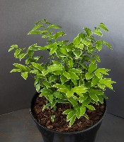 Uvularia caroliniana variegata